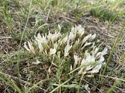 Image of Astragalus galactites Pall.