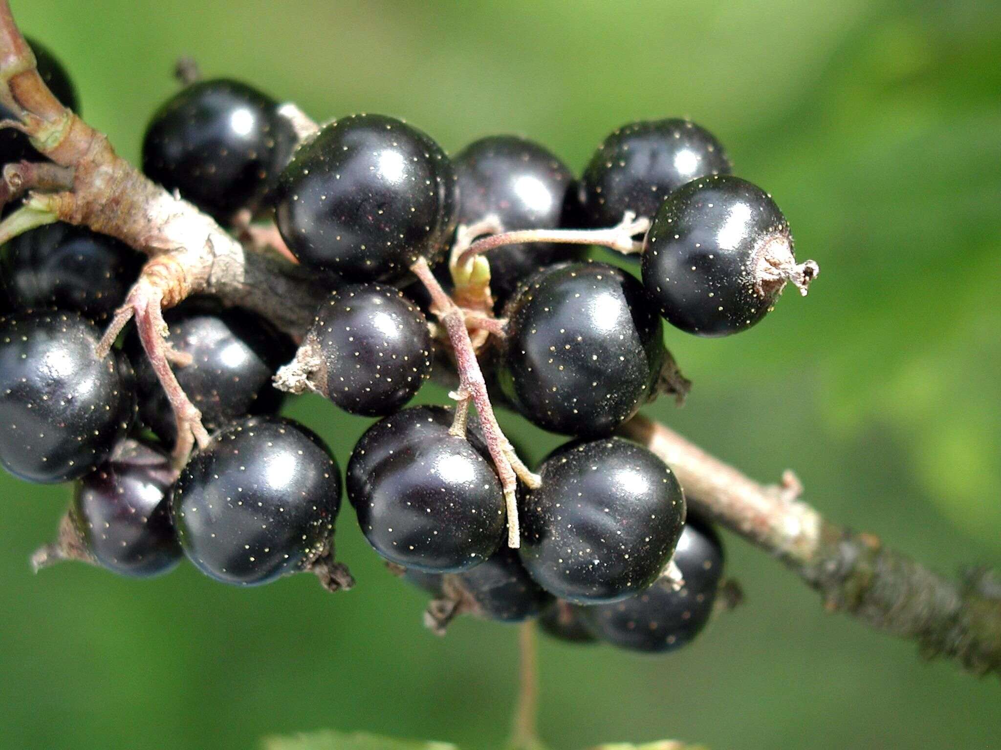 Image of Black Currant