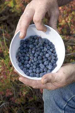 Image of Vaccinium sect. Cyanococcus