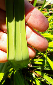 Image of Dianella latissima Heenan & de Lange