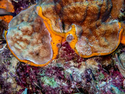 Image of Orange Icing Sponge