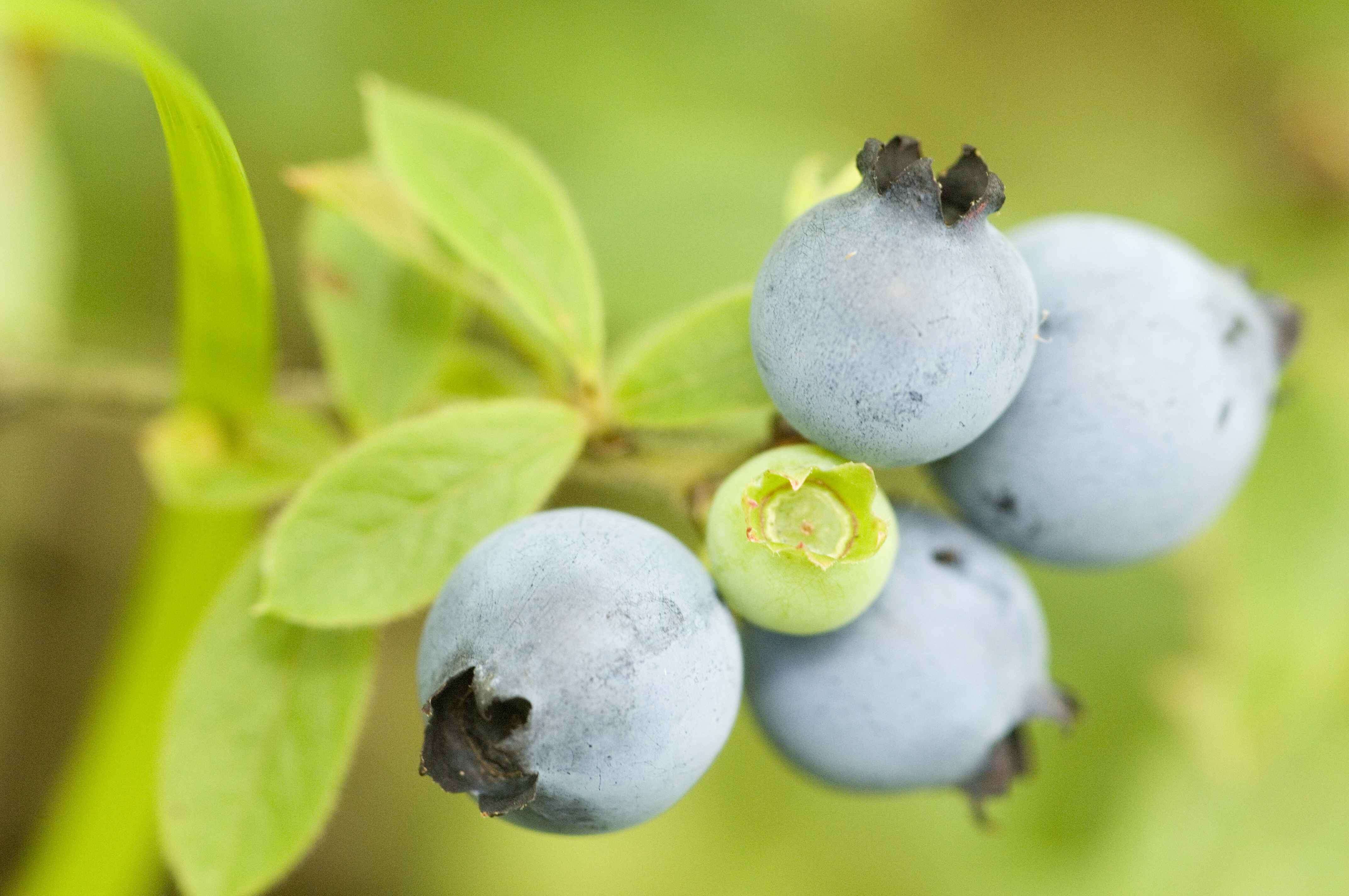 Image of Vaccinium sect. Cyanococcus