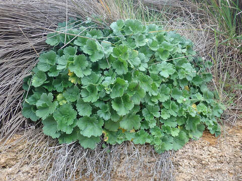 Image of Chatham Island geranium