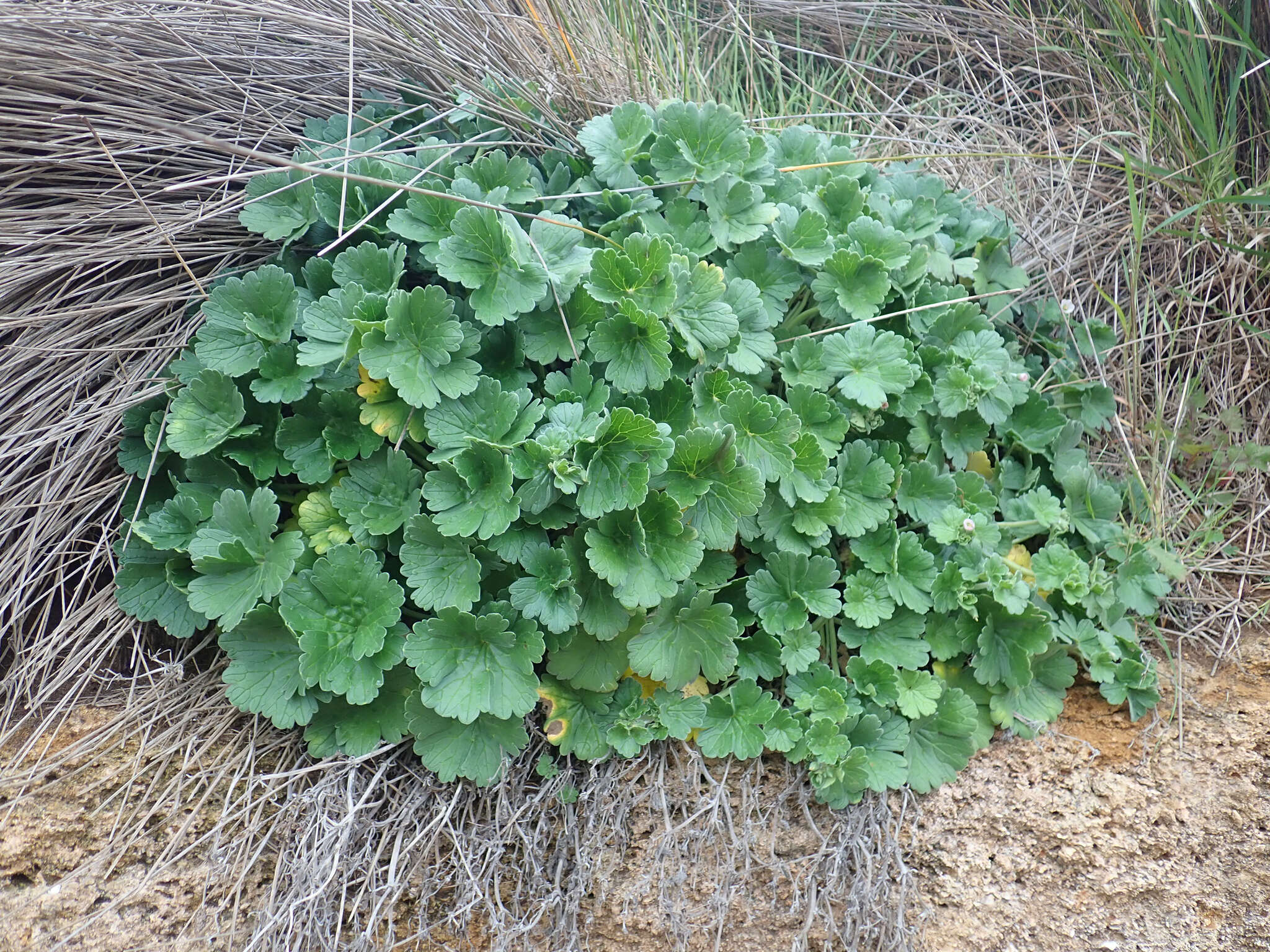 Sivun Geranium traversii Hook. fil. kuva