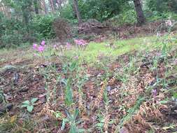 Atocion armeria var. lituanicum (Zapal.) Niketic & Stevan. resmi