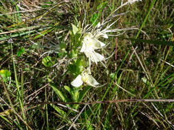 Image of Habenaria gourlieana Gillies ex Lindl.