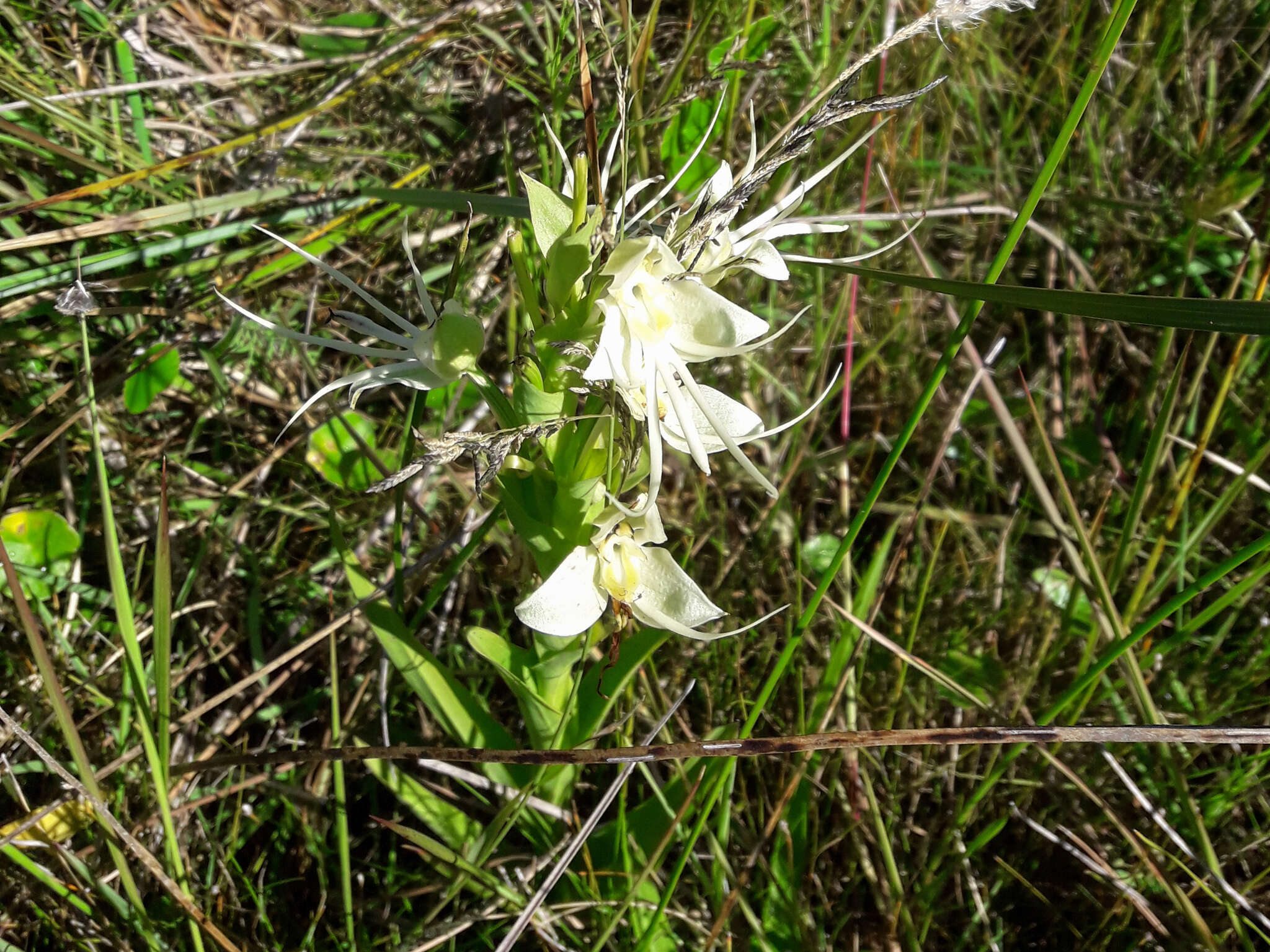 Image of Habenaria gourlieana Gillies ex Lindl.