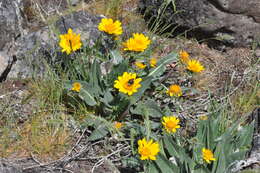 Image of serrate balsamroot