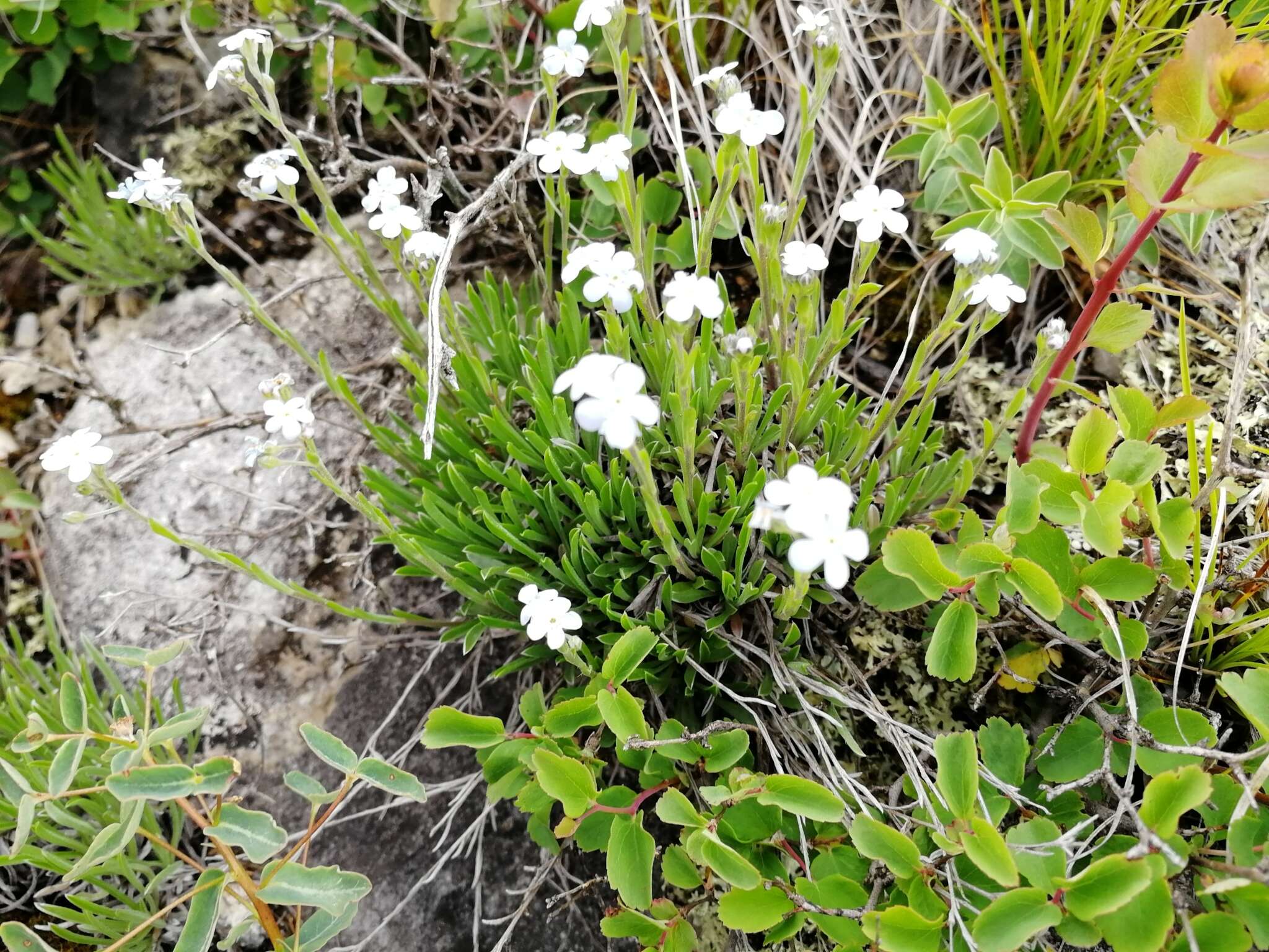 Слика од Eritrichium pectinatum (Pall.) DC.