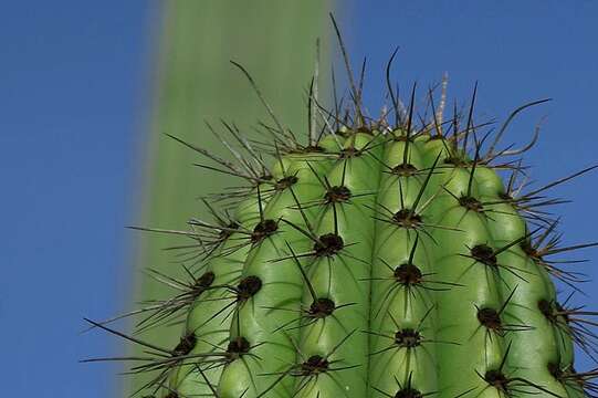 Image of Organ Pipe Cactus