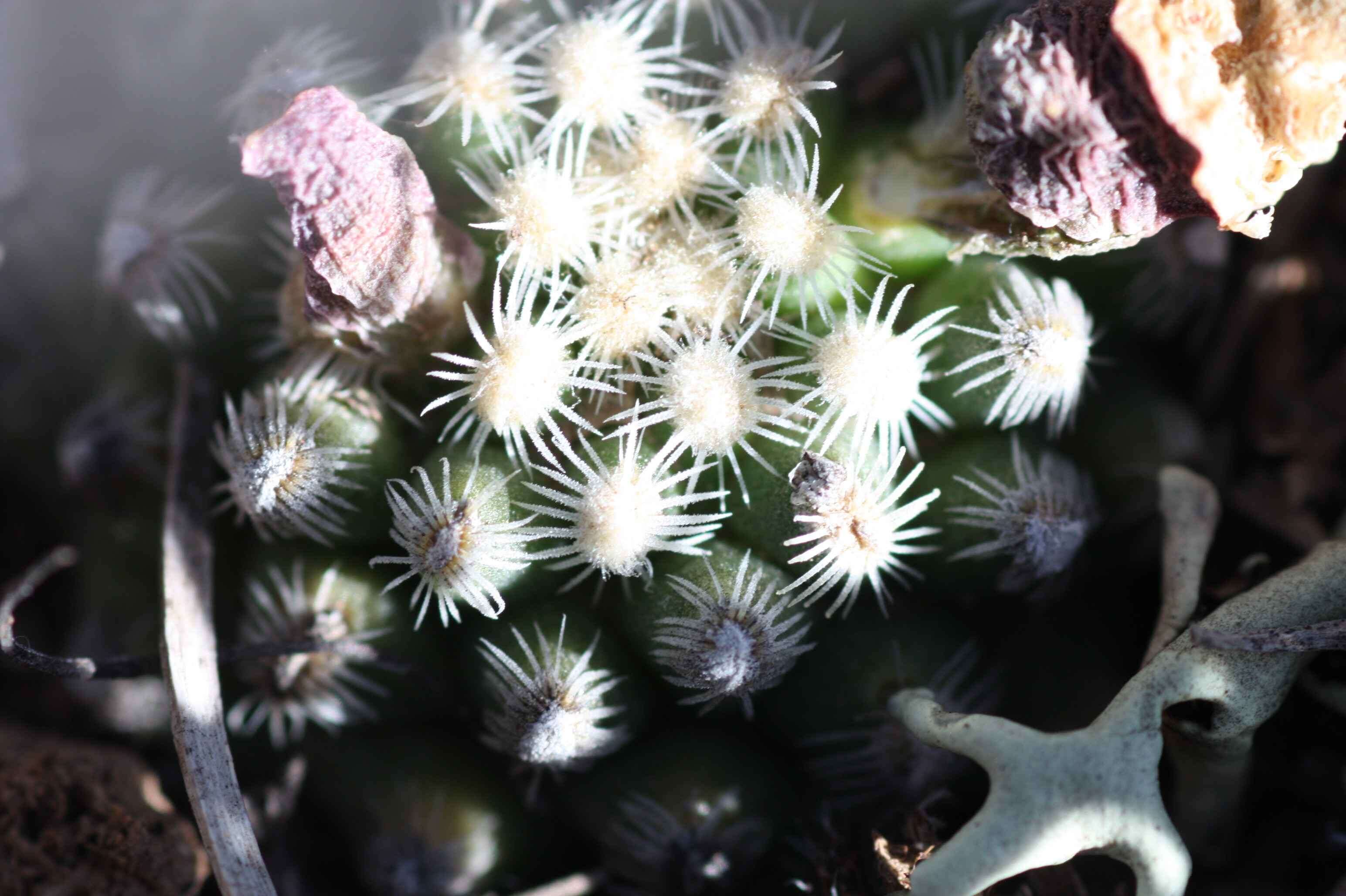 Plancia ëd Pediocactus knowltonii L. D. Benson