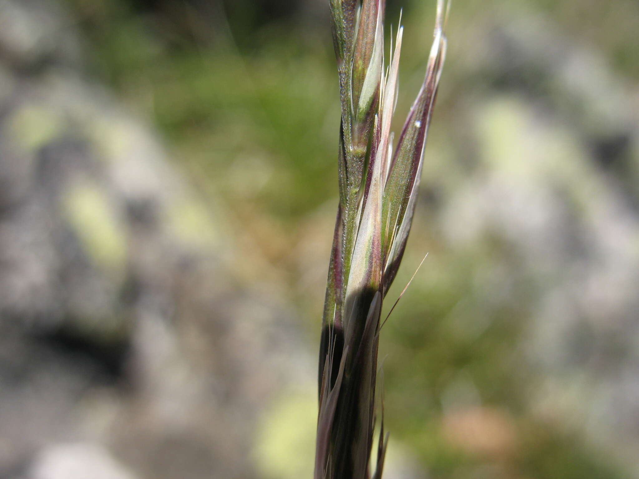 Image of Grass