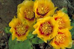 Image of Eastern Prickly Pear