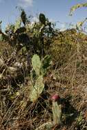 Image of Chaparral Prickly-pear