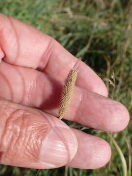 Image of Phleum bertolonii DC.