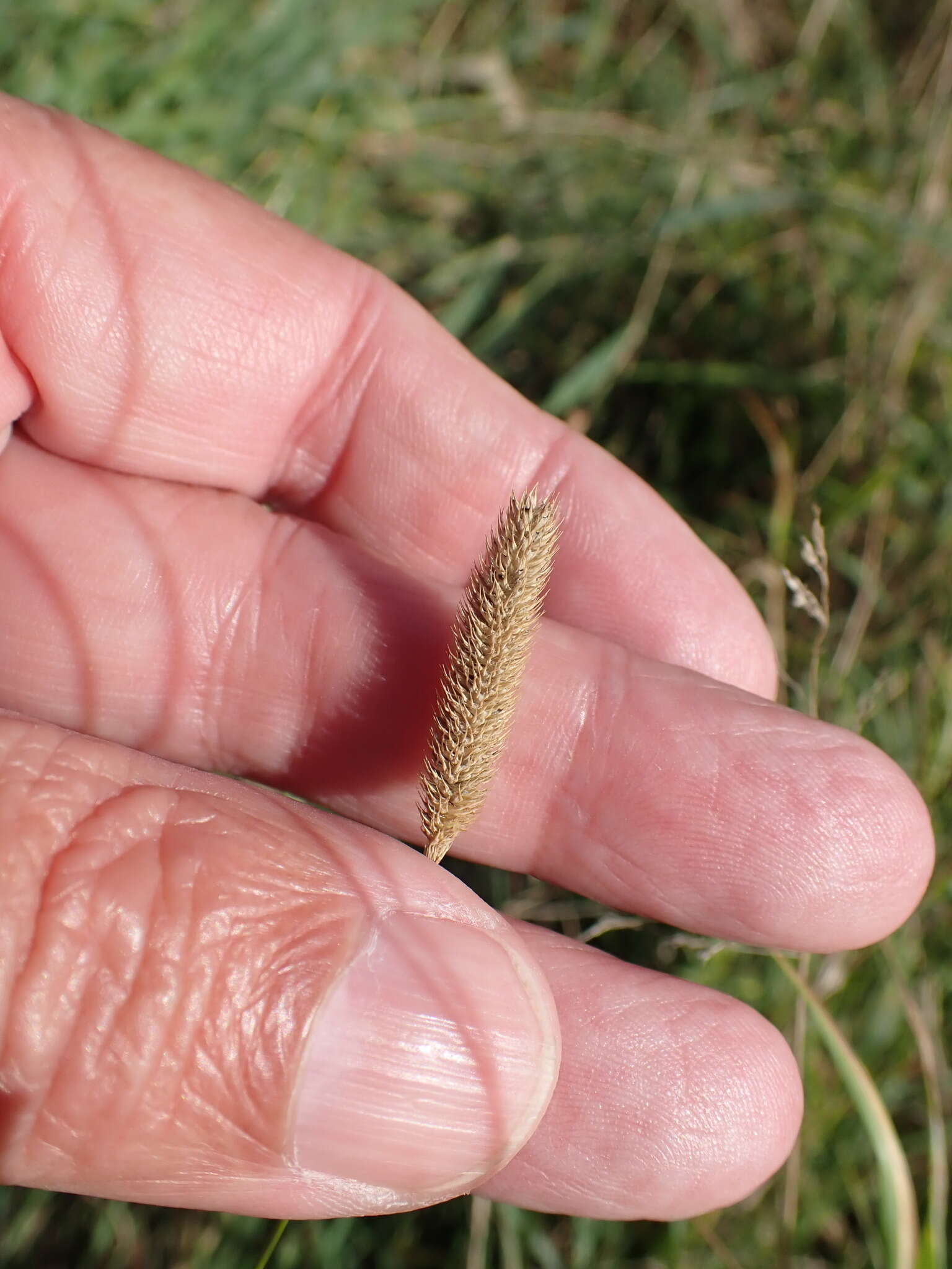 Image of Phleum bertolonii DC.