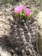 Image of Colorado hookless cactus