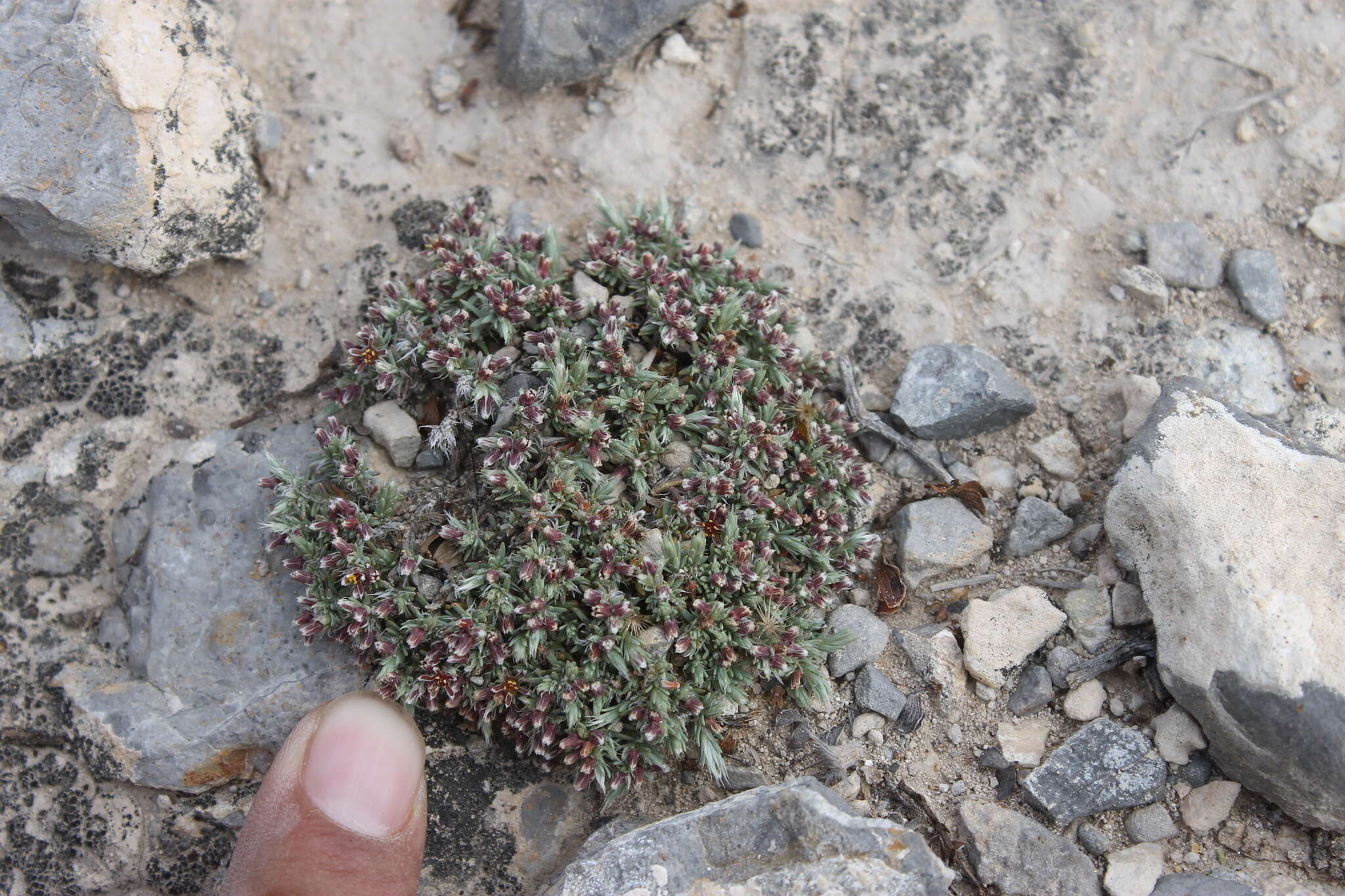 Image of Paronychia albomarginata Core