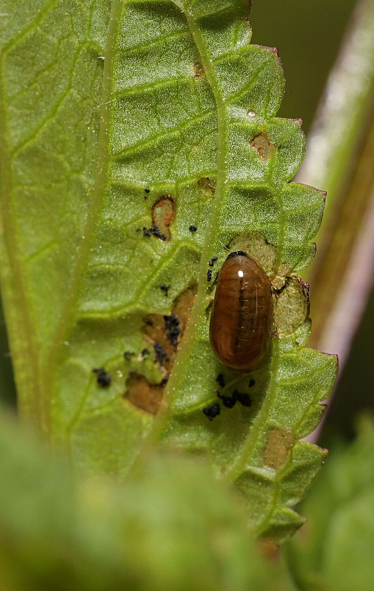 Image of Figwort weevil