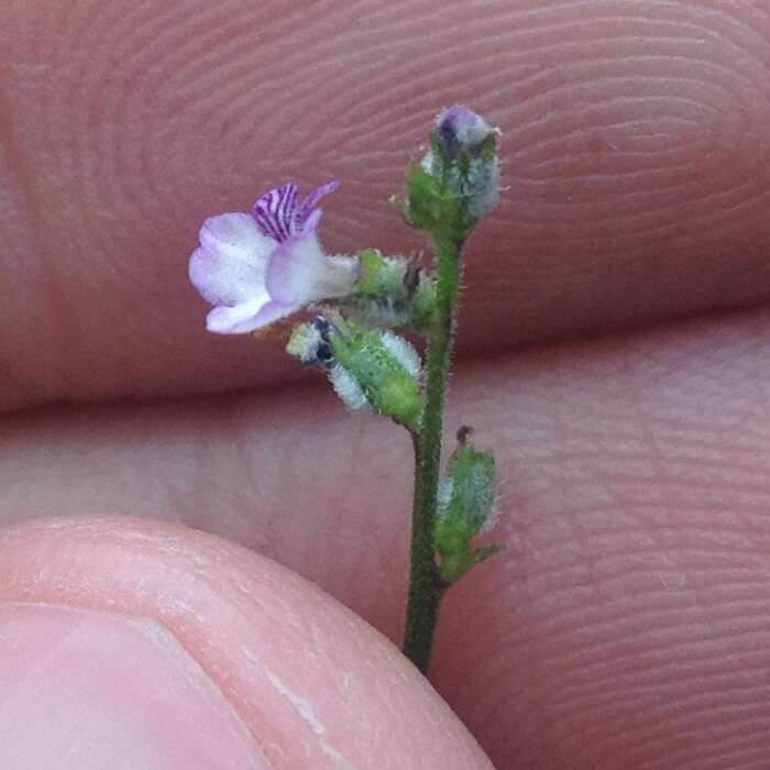 Image of Priva mexicana (L.) Pers.