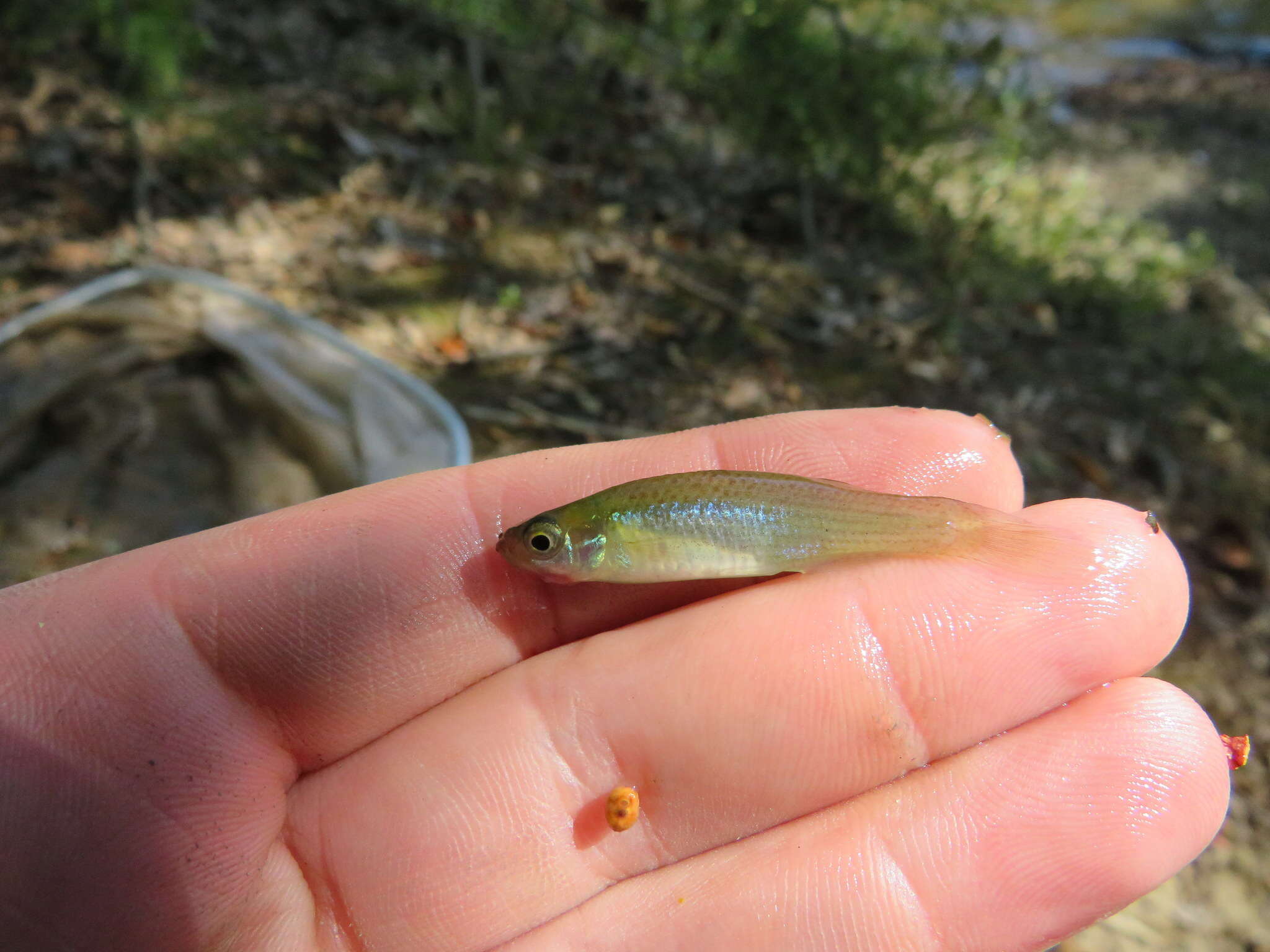 Image of Northern starhead topminnow