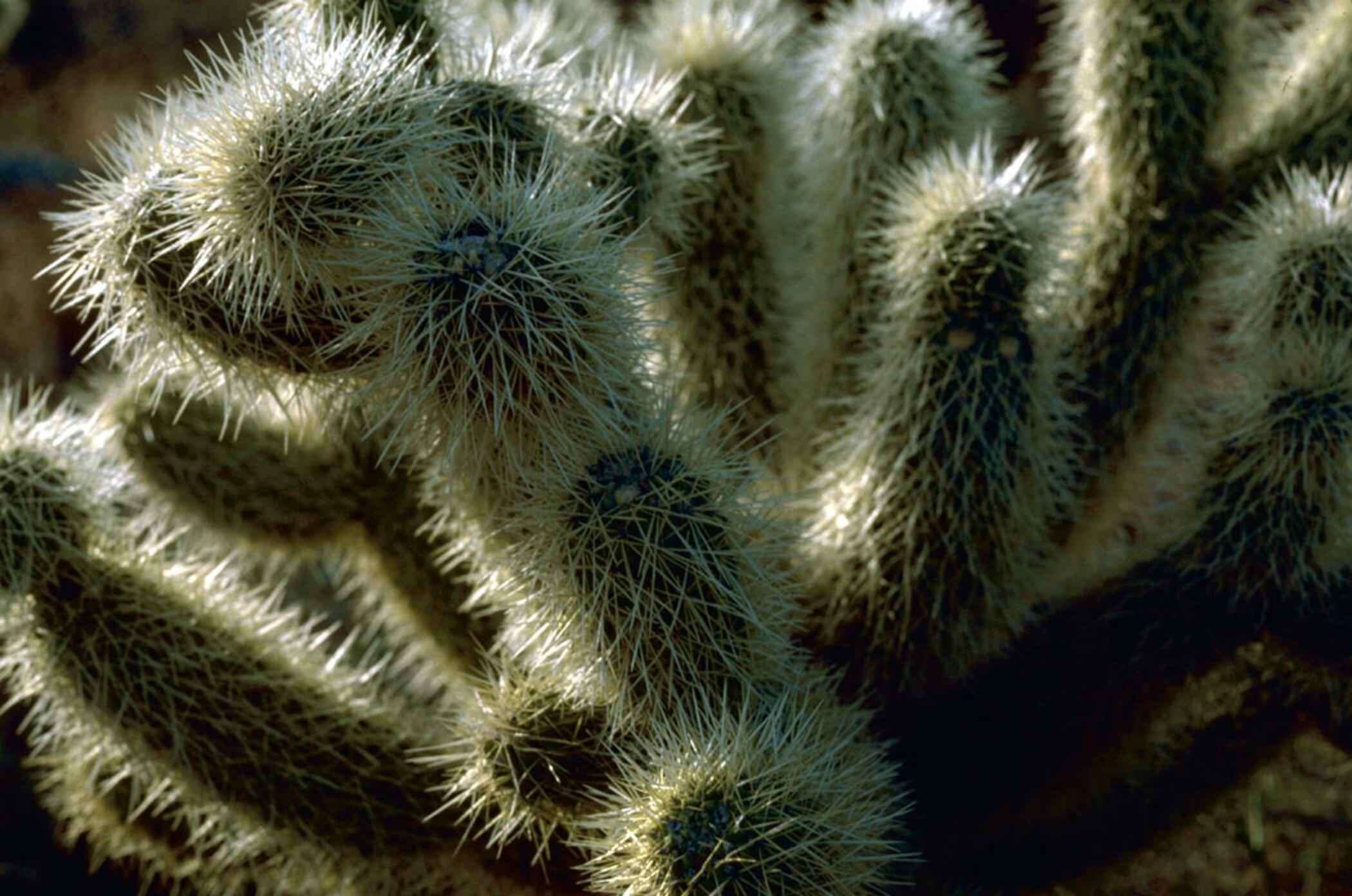 Image of teddybear cholla