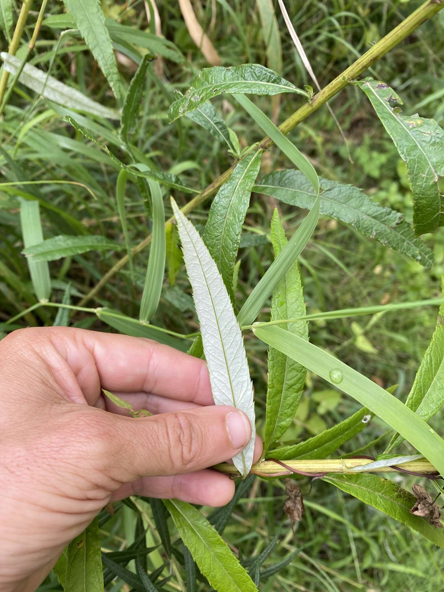 Image of sawtooth wormwood