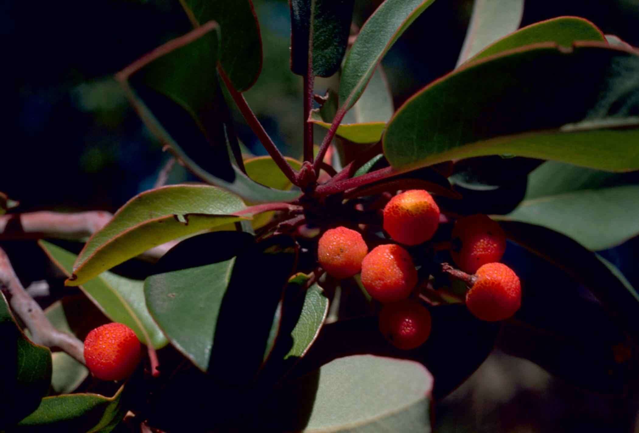 Arbutus xalapensis Kunth resmi