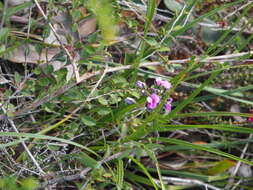 Image of Handsome Wedge Pea