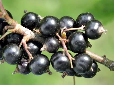 Image of Black Currant