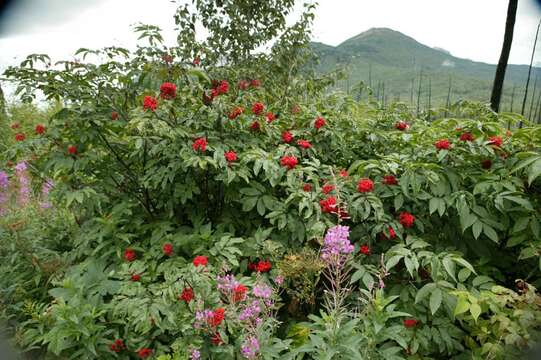 Image of Red-berried Elder