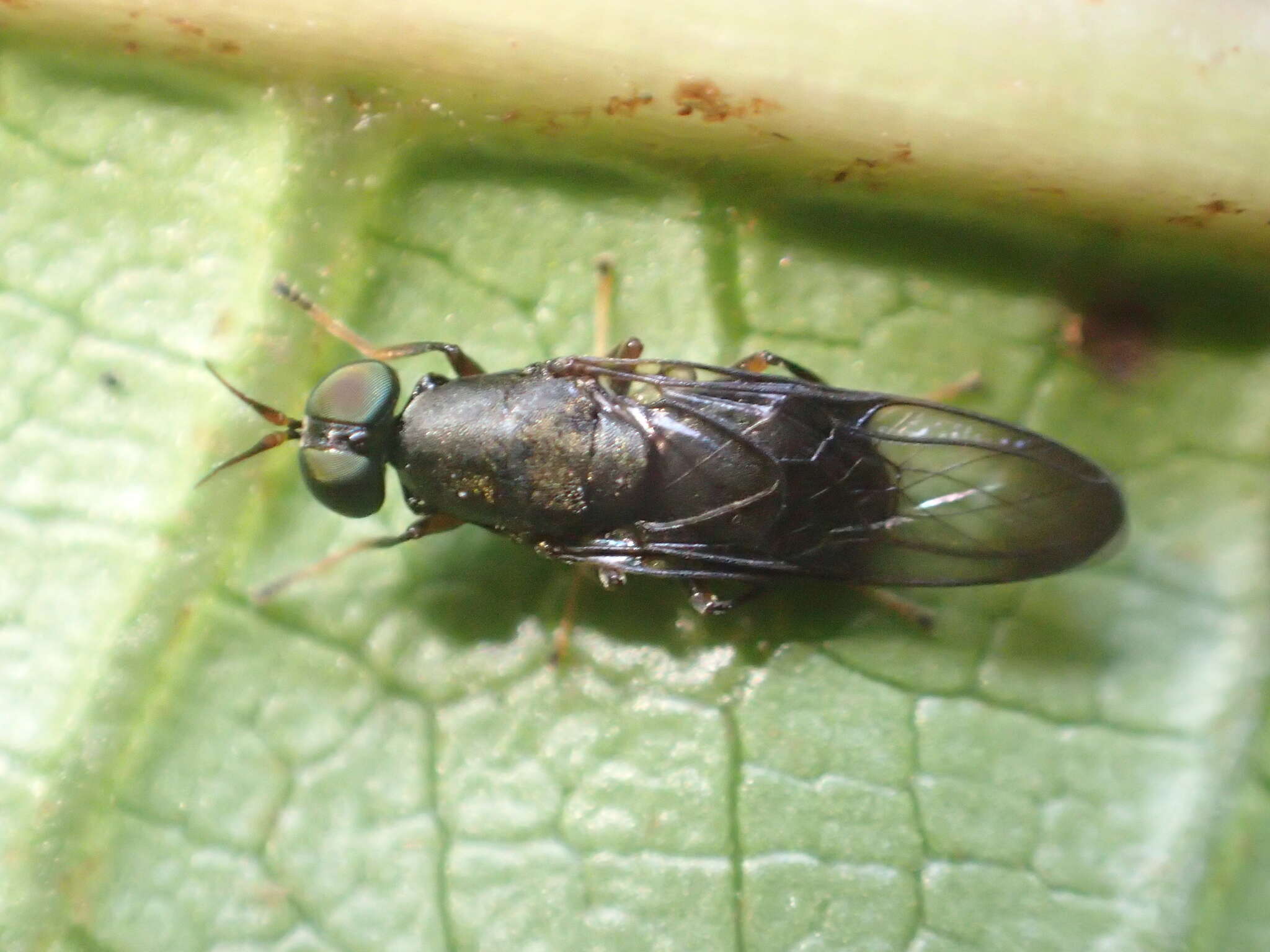 Image of Dysbiota peregrina (Hutton 1901)