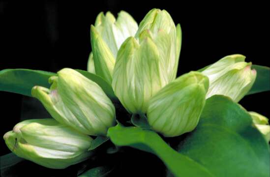 Image of plain gentian