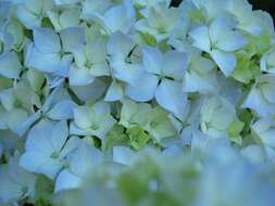 Image of Bigleaf Hydrangea