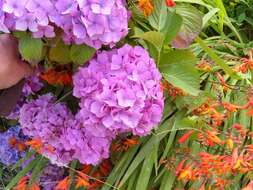 Image of Bigleaf Hydrangea