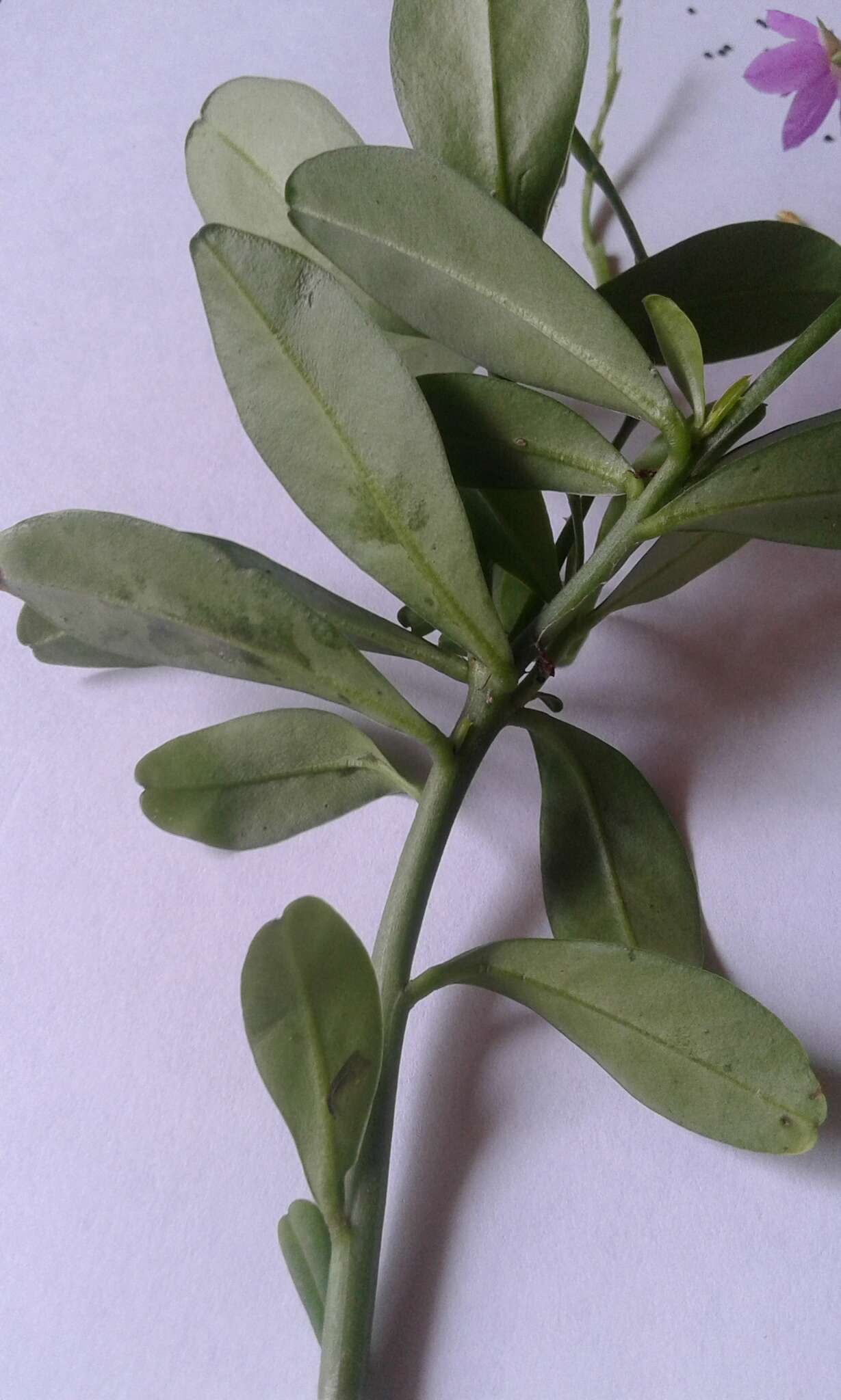 Image of Ceylon spinach