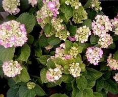 Image of Bigleaf Hydrangea