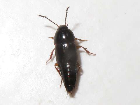 Image of Rove beetle