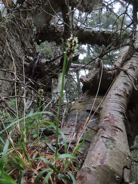 Image of Luzula taiwaniana Satake