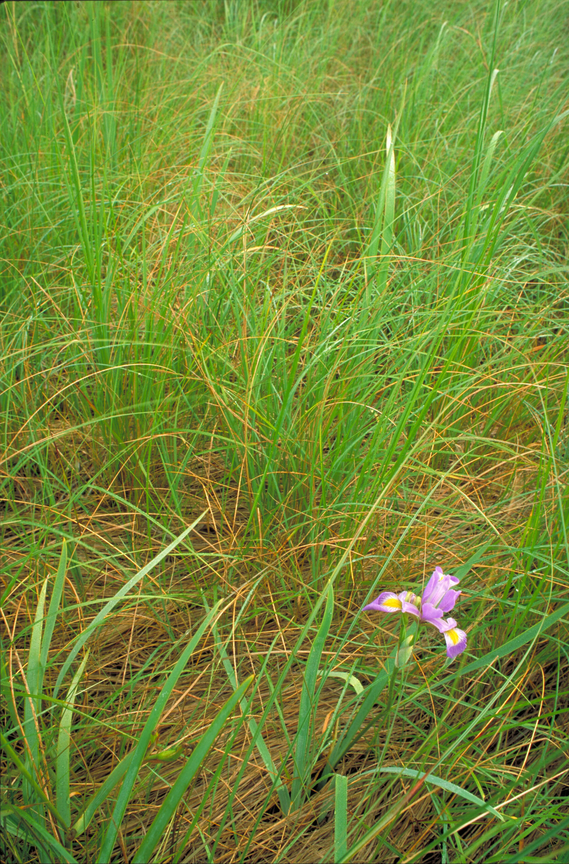 Image de blue flag iris versicolore