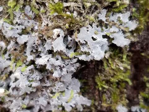 Image of matted lichen