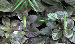 Fittonia albivenis (Lindl. ex Veitch) R. K. Brummitt resmi