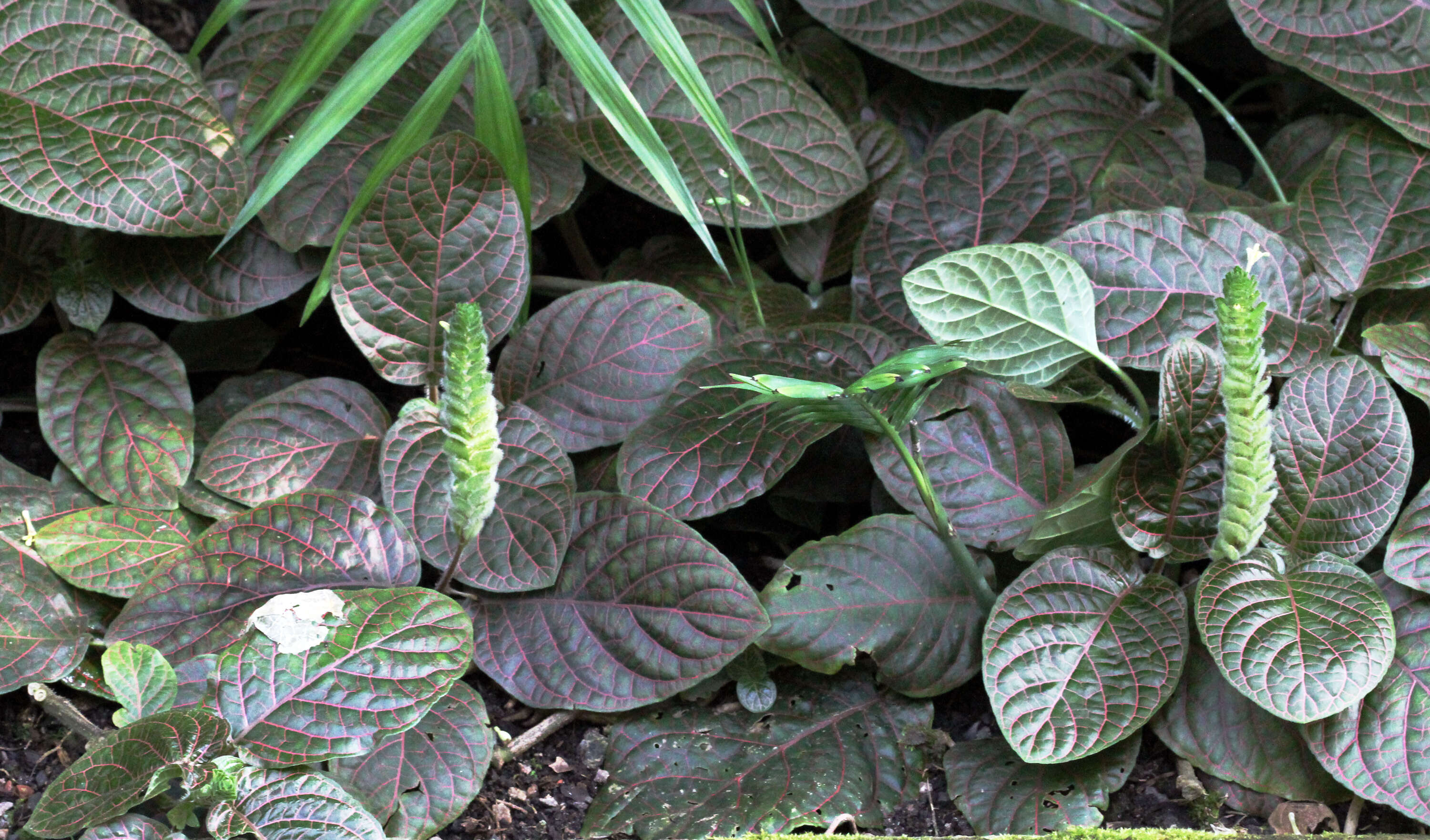 صورة Fittonia albivenis (Lindl. ex Veitch) R. K. Brummitt