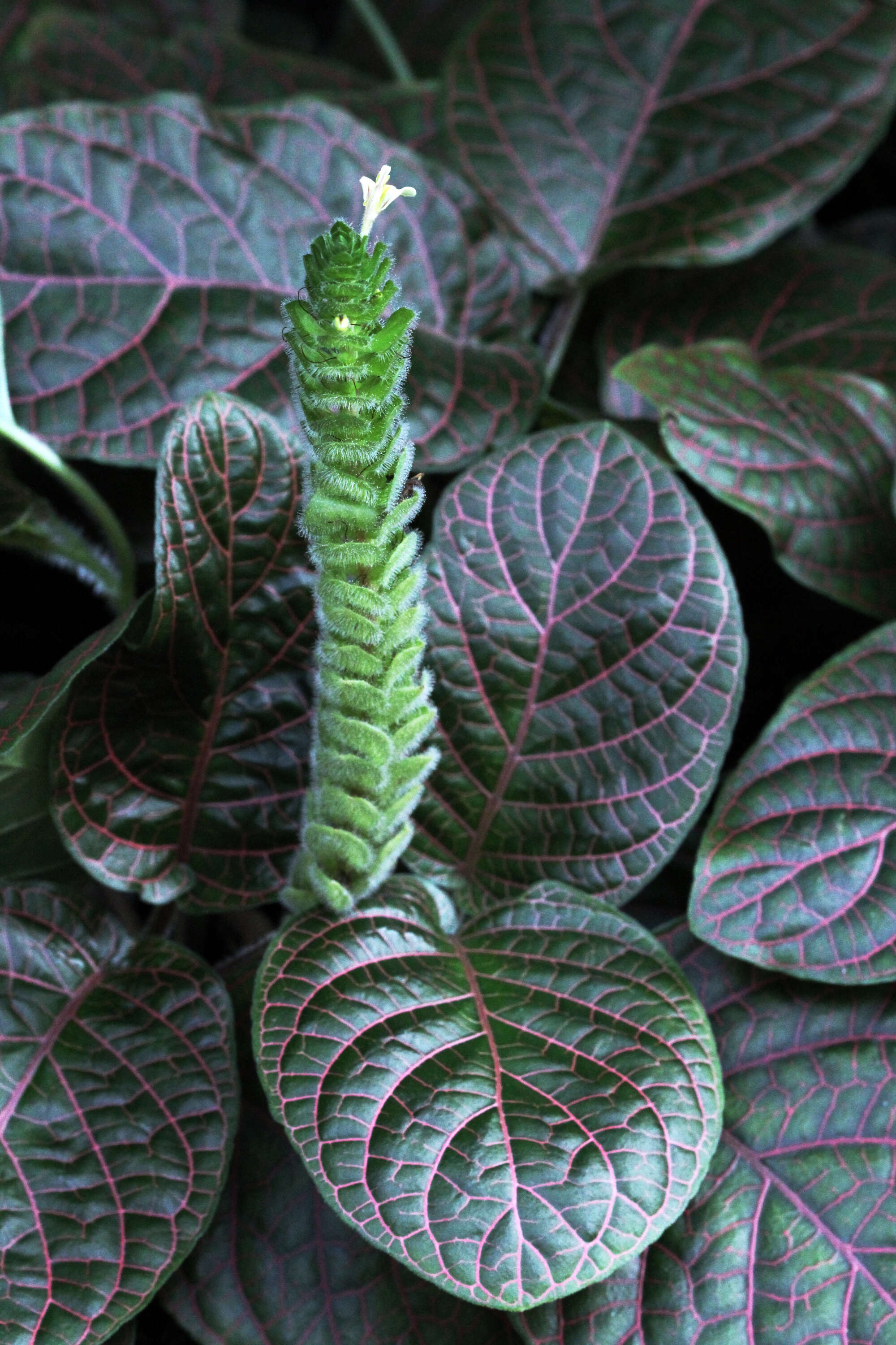 صورة Fittonia albivenis (Lindl. ex Veitch) R. K. Brummitt