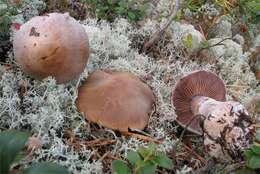 Image of Cortinarius quarciticus H. Lindstr. 1994