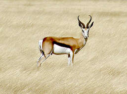 Image of Springbok