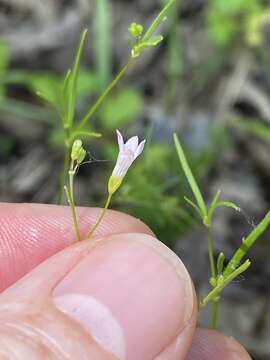 Imagem de Houstonia longifolia var. tenuifolia (Nutt.) Alph. Wood