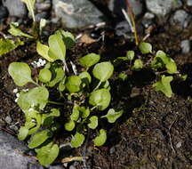 Image of Cardamine scutata Thunb.