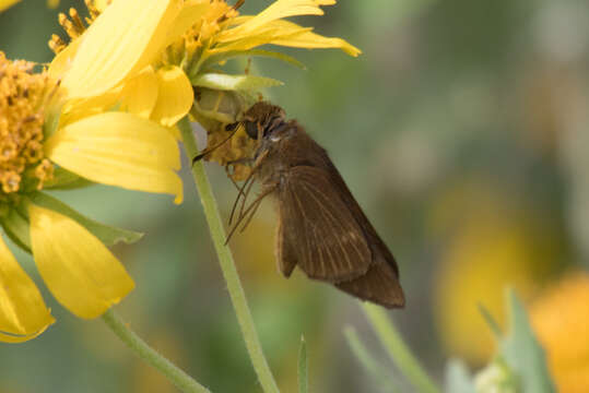 Image of Long-windged Skipper