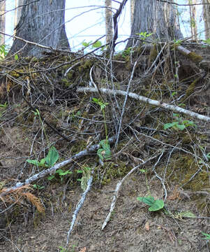 Image of Clustered lady's slipper